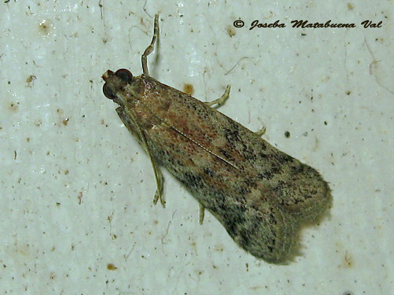 Acrobasis sp. - Pyralidae ?